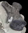 Diplodocus Vertebrae In Sandstone - Killer Specimen #62698-3